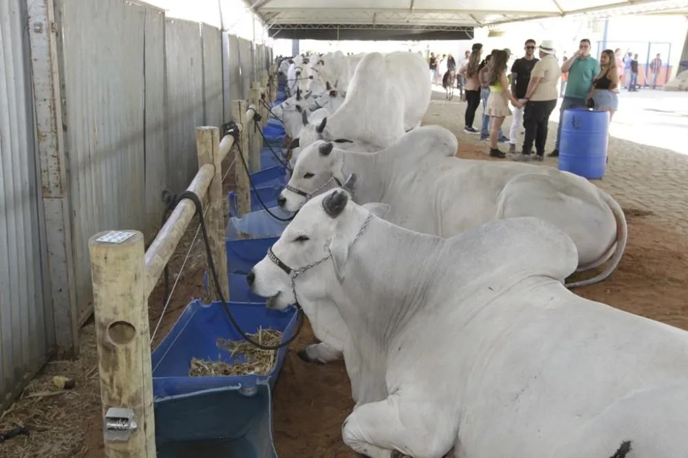 Foto: Antônio Queirós/GOVBA